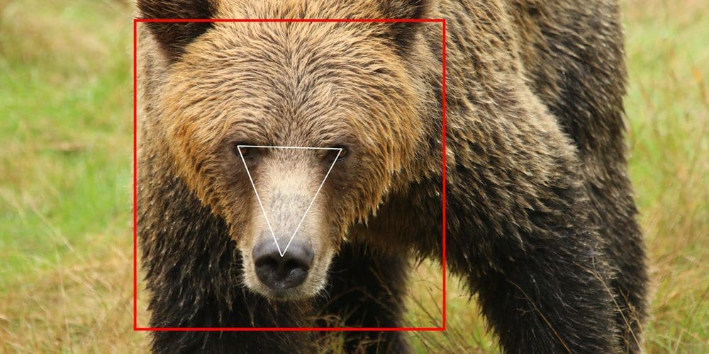 A new wave of conservationists are defending nature with tech