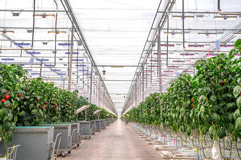 Sollum Allegro Acres