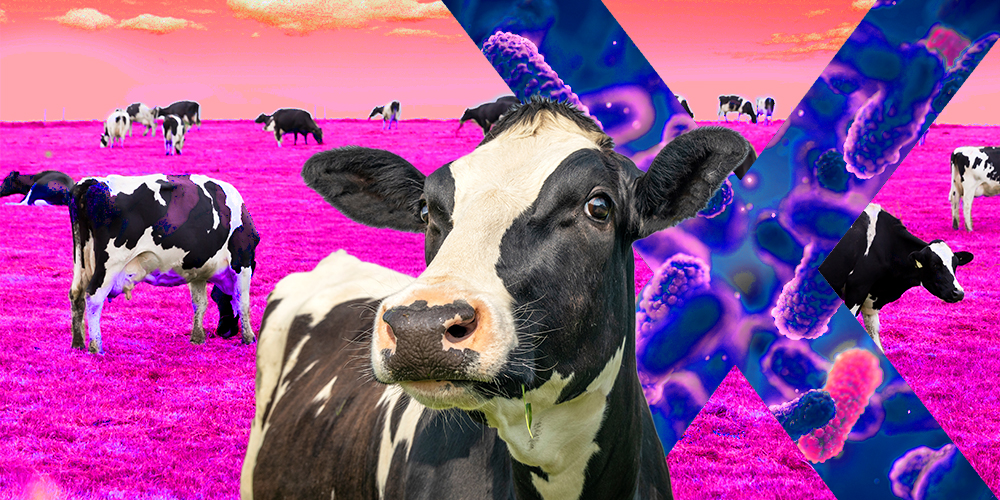 Compounding the cure: How our overzealous efforts to zap infections could be making animals — and humans — sicker